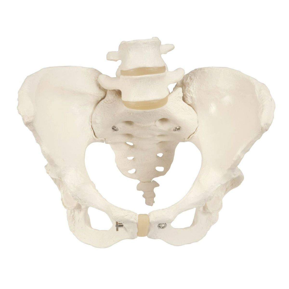 女性骨盤モデル　A61