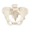 女性骨盤モデル　A61
