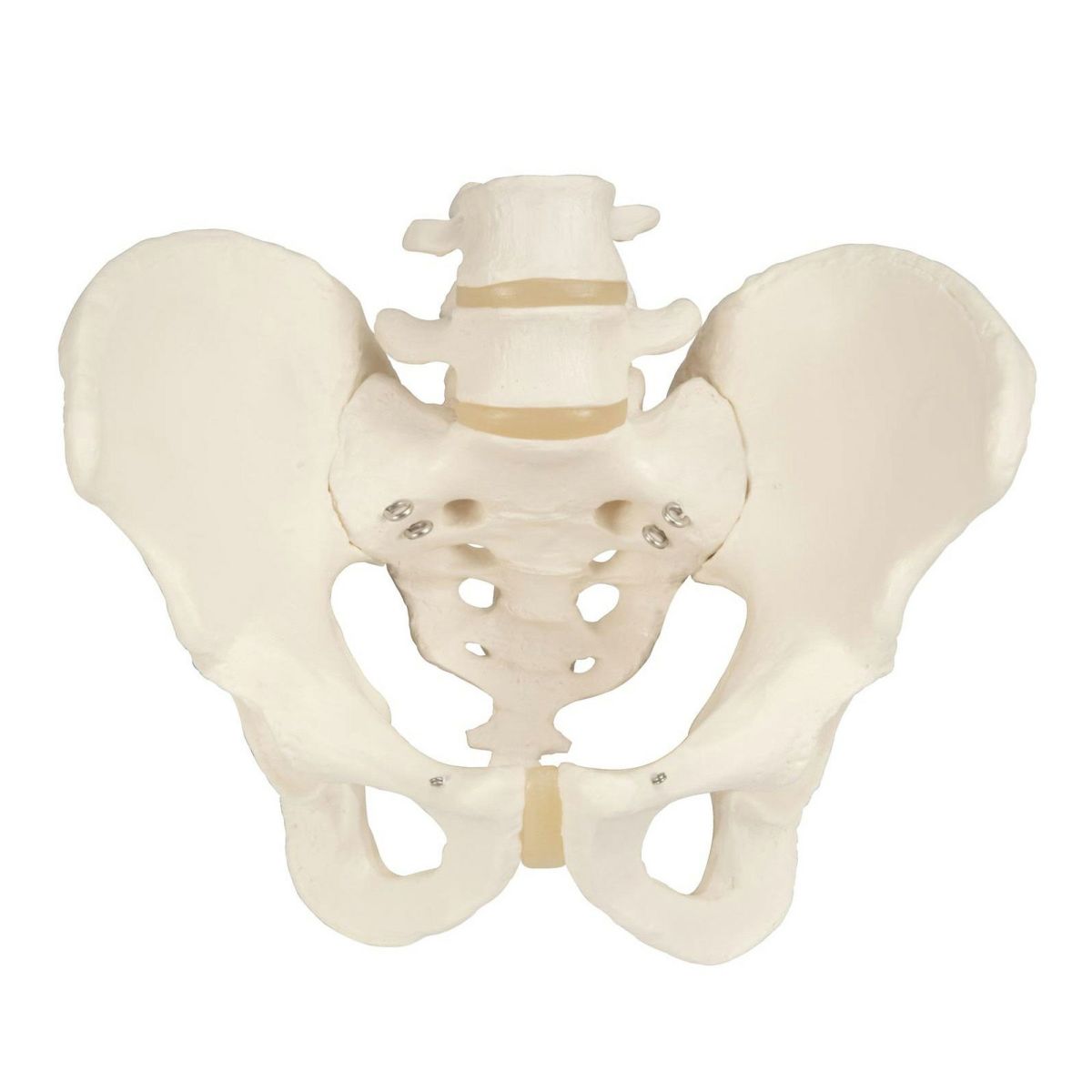 男性骨盤モデル　A60