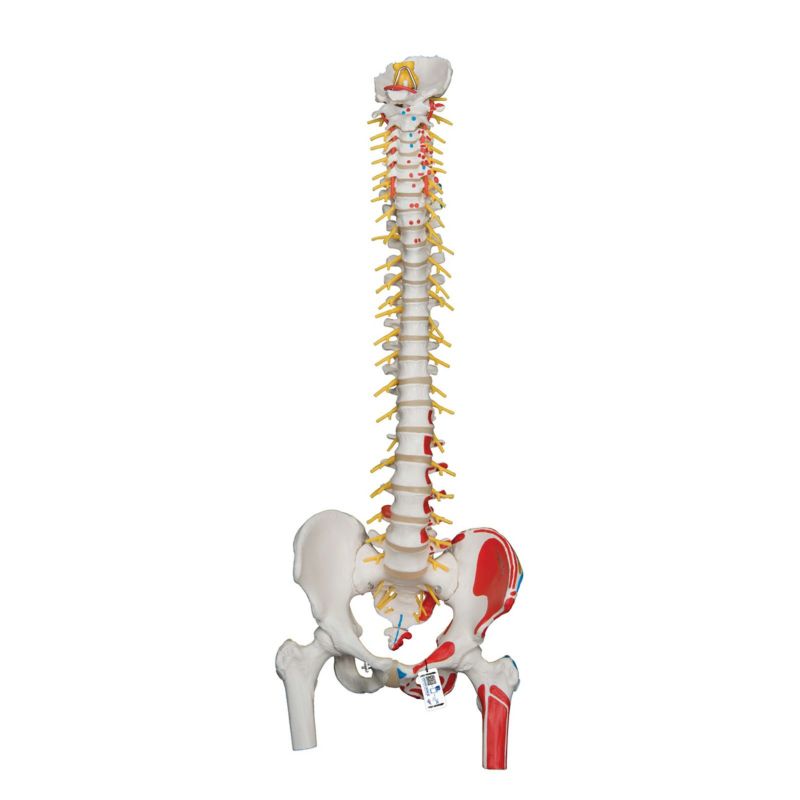 人体骨格模型 脊柱可動型の全身骨格模型 筋肉起始 170cm 等身大 高精度