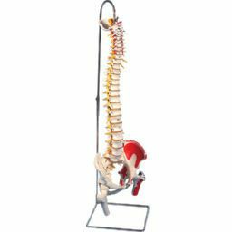 脊柱模型 大腿骨付きモデル | トワテック