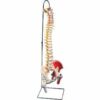 脊柱可動型モデル、延髄、馬尾、大腿骨、筋・起始 、停止表示付　A58 7