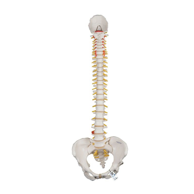 脊柱可動型モデル、女性骨盤仕様　A58 4