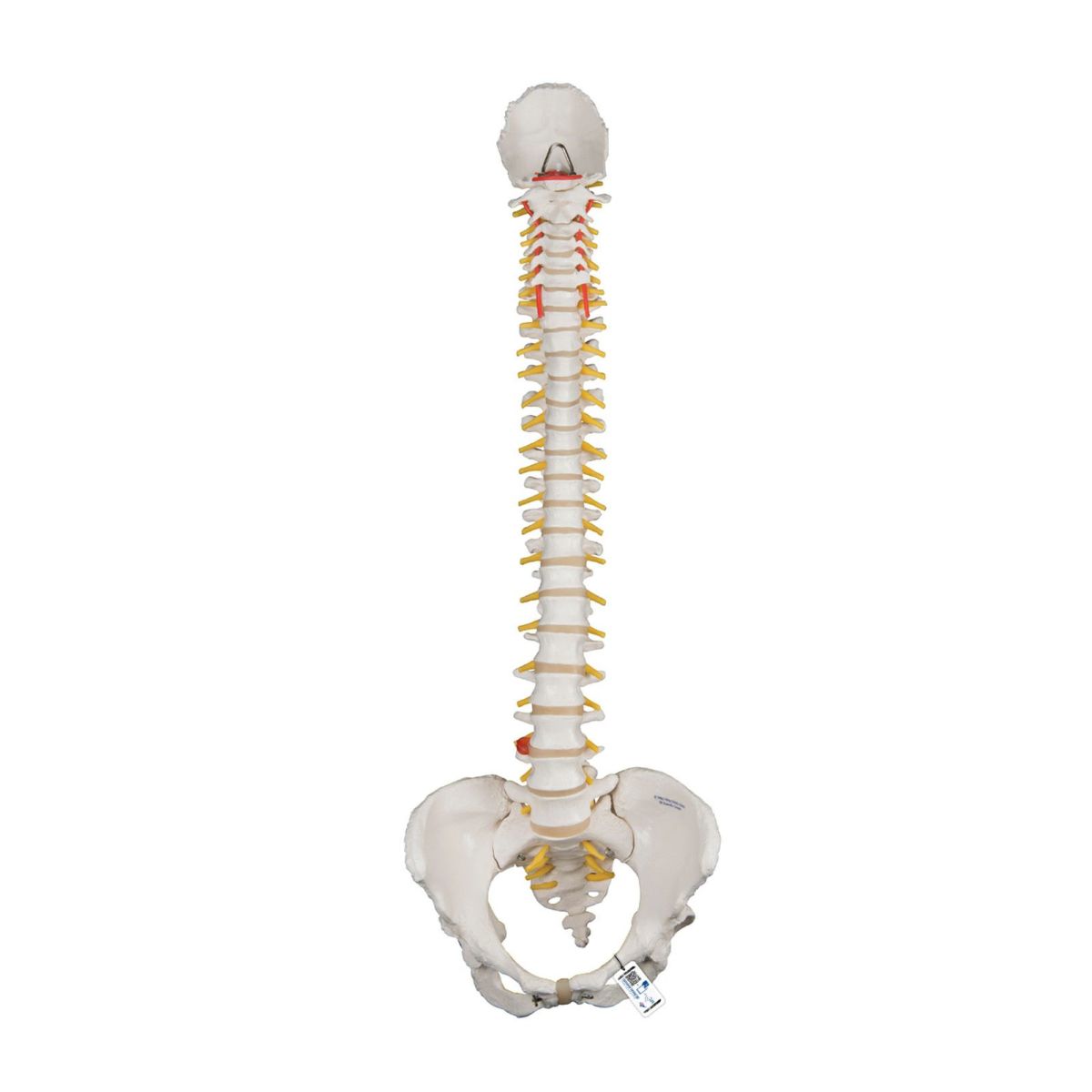 脊柱可動型モデル、女性骨盤仕様　A58 4