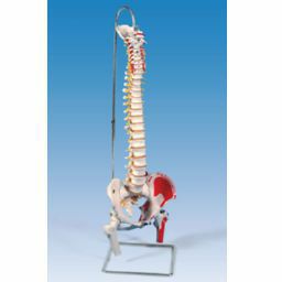 脊柱可動型モデル、大腿骨、筋・起始 停止表示付　A58 3