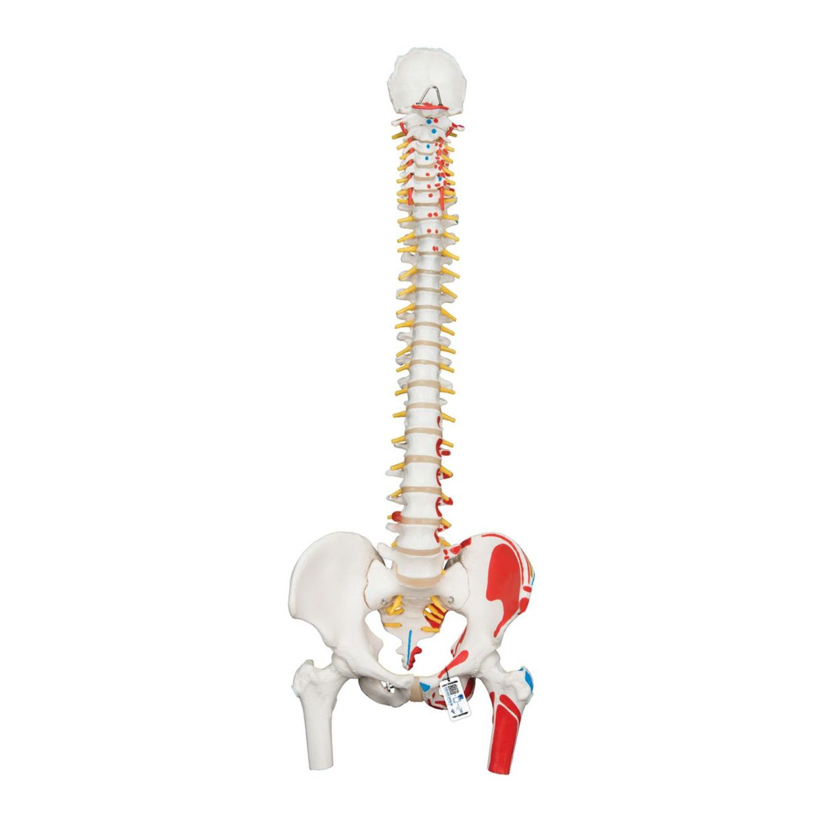 脊柱可動型モデル、大腿骨、筋・起始 停止表示付　A58 3