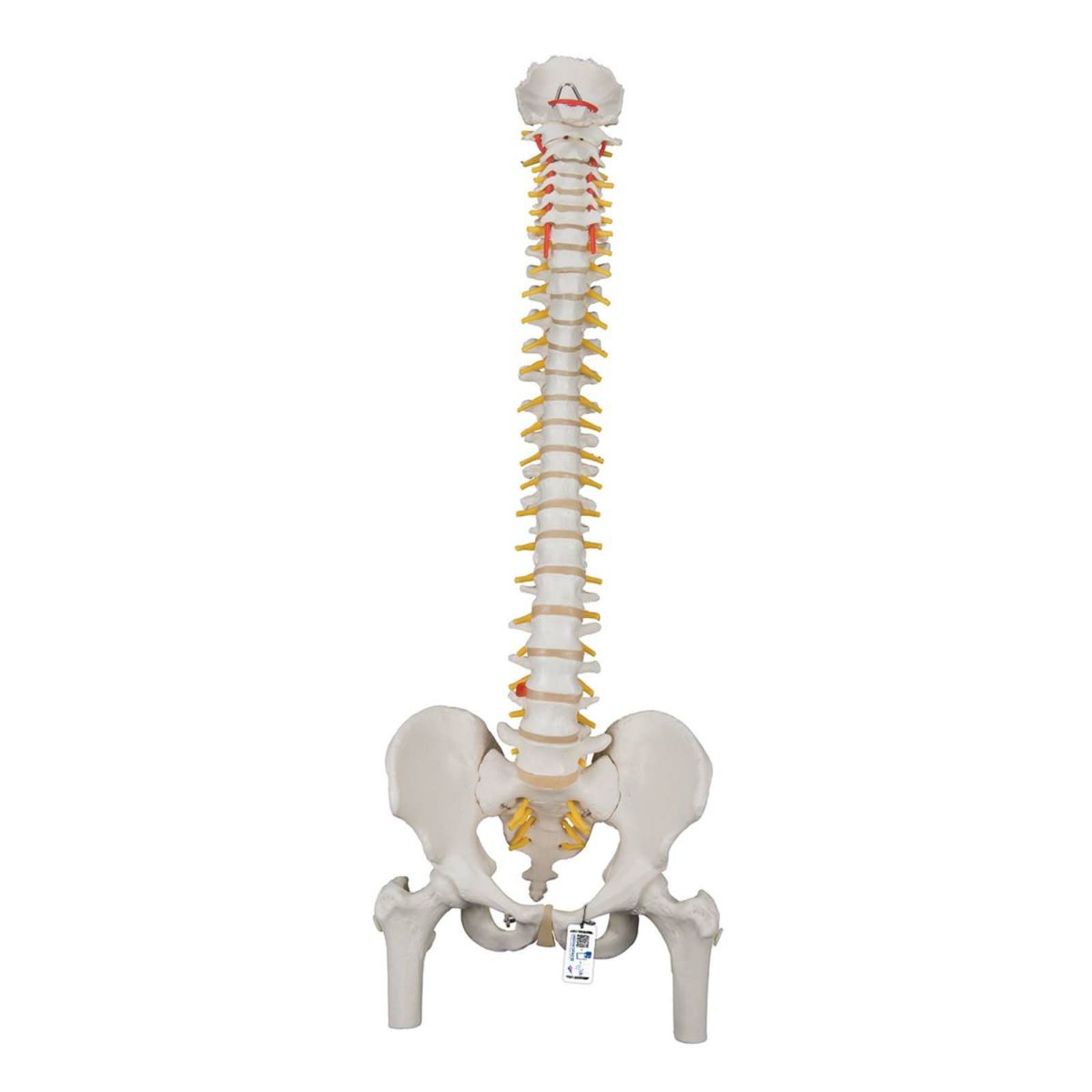 脊柱可動型モデル、大腿骨付　A58 2