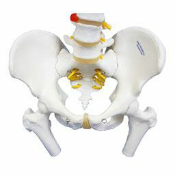 脊柱可動型モデル、大腿骨付　A58 2