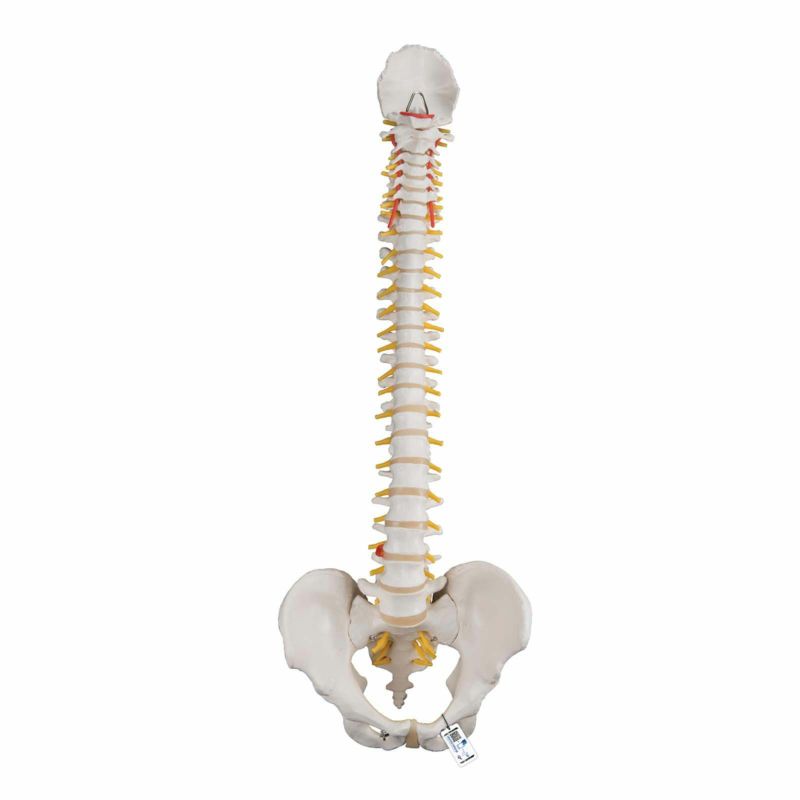 脊柱可動型モデル、標準型　A58 1