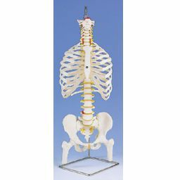 脊柱可動型モデル、胸郭、大腿骨付 A56 2 | トワテック