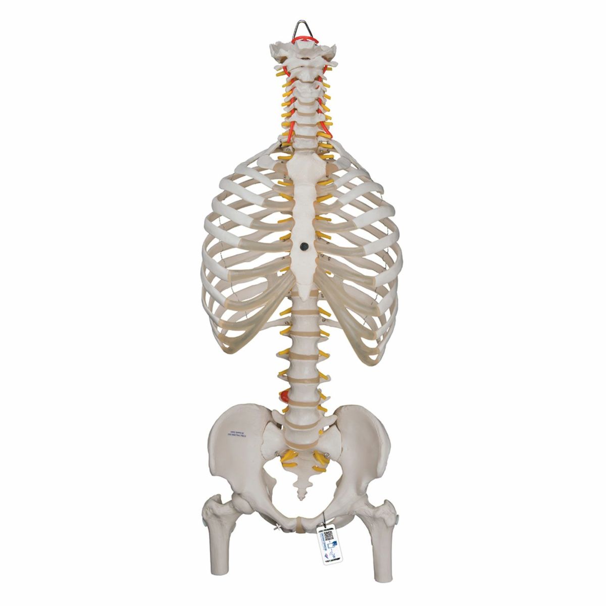 脊柱可動型モデル、胸郭、大腿骨付　A56 2