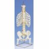 脊柱可動型モデル、胸郭、大腿骨付　A56 2