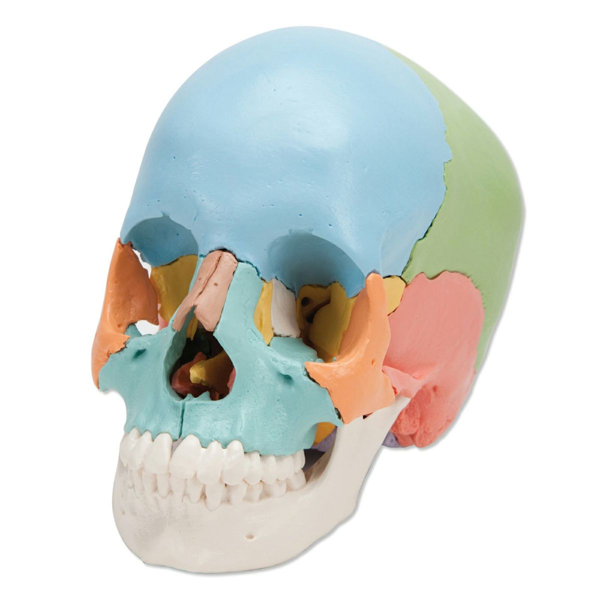 頭蓋骨22分解キット、マルチカラー仕様　A291