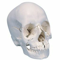 頭蓋骨22分解キット、ナチュラルカラー仕様　A290