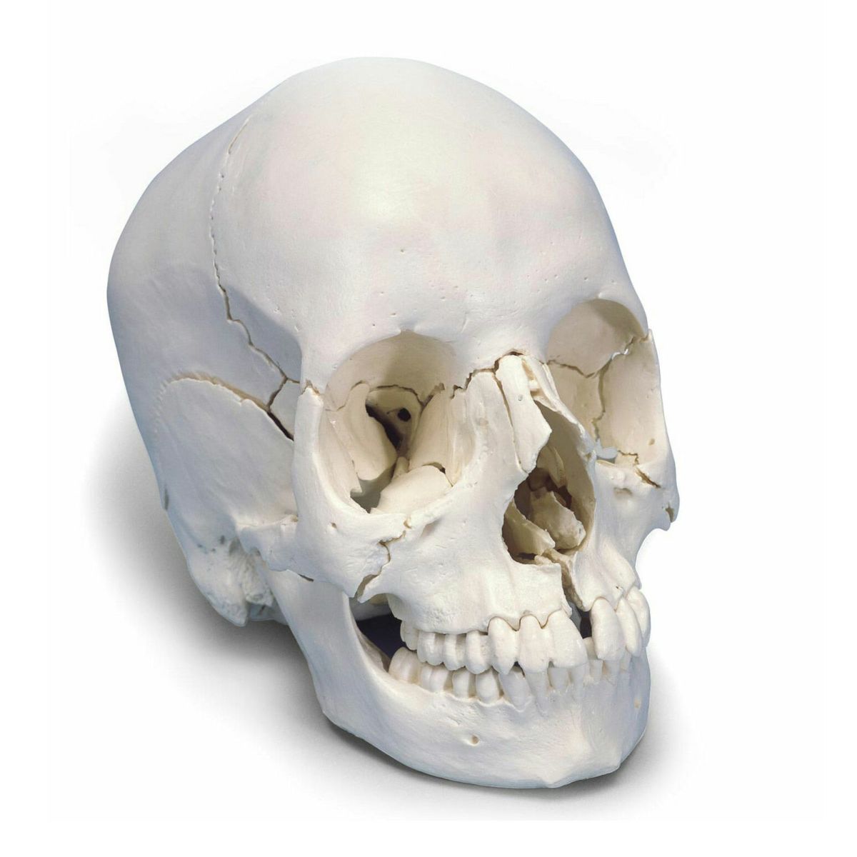 頭蓋骨22分解キット、ナチュラルカラー仕様　A290