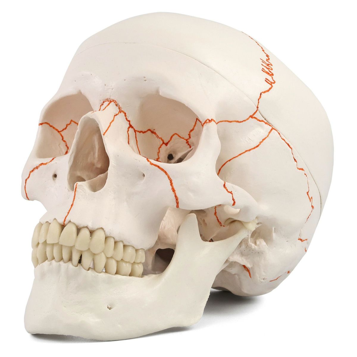 頭蓋 番号表示付 3分解モデル　A21