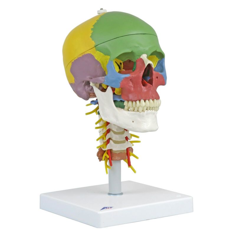 頭蓋 頚椎付き 骨別カラー4分解モデル　A20 2
