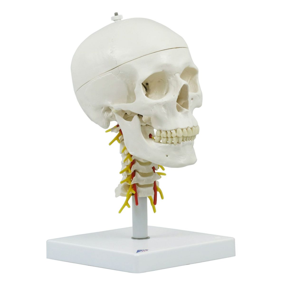頭蓋 頚椎付き 4分解モデル　A20 1