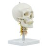 頭蓋 頚椎付き 4分解モデル　A20 1