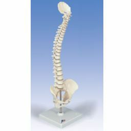脊柱模型・脊椎骨模型 | トワテック