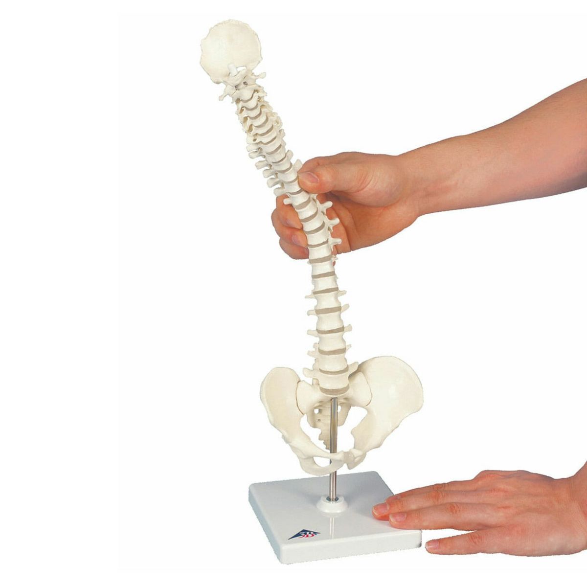 1 2縮尺型脊柱可動モデル スタンド付属　A18 21