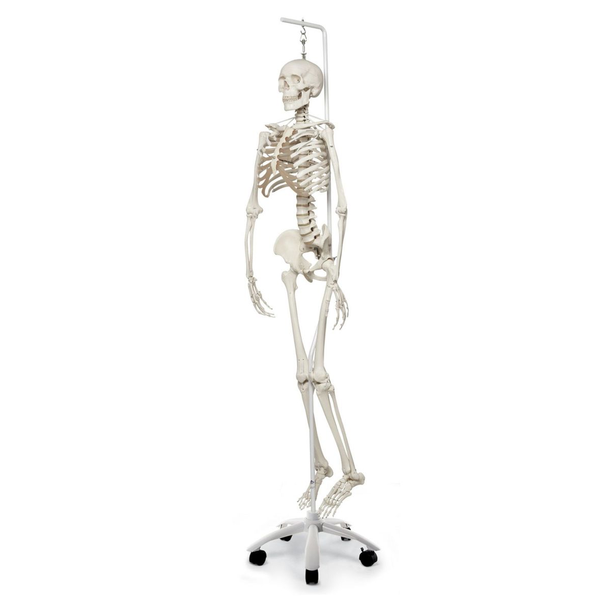 骨格機能モデル 吊り下げ型スタンド仕様　A15 3S