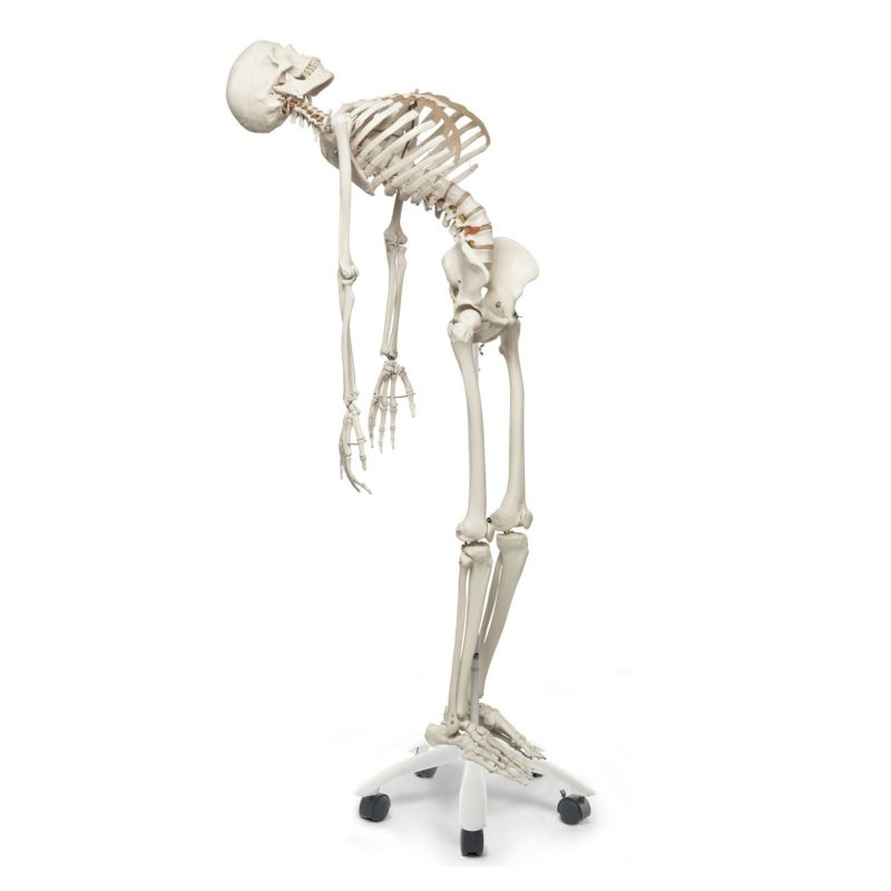 フレッド 骨格モデル 直立型スタンド仕様　A15