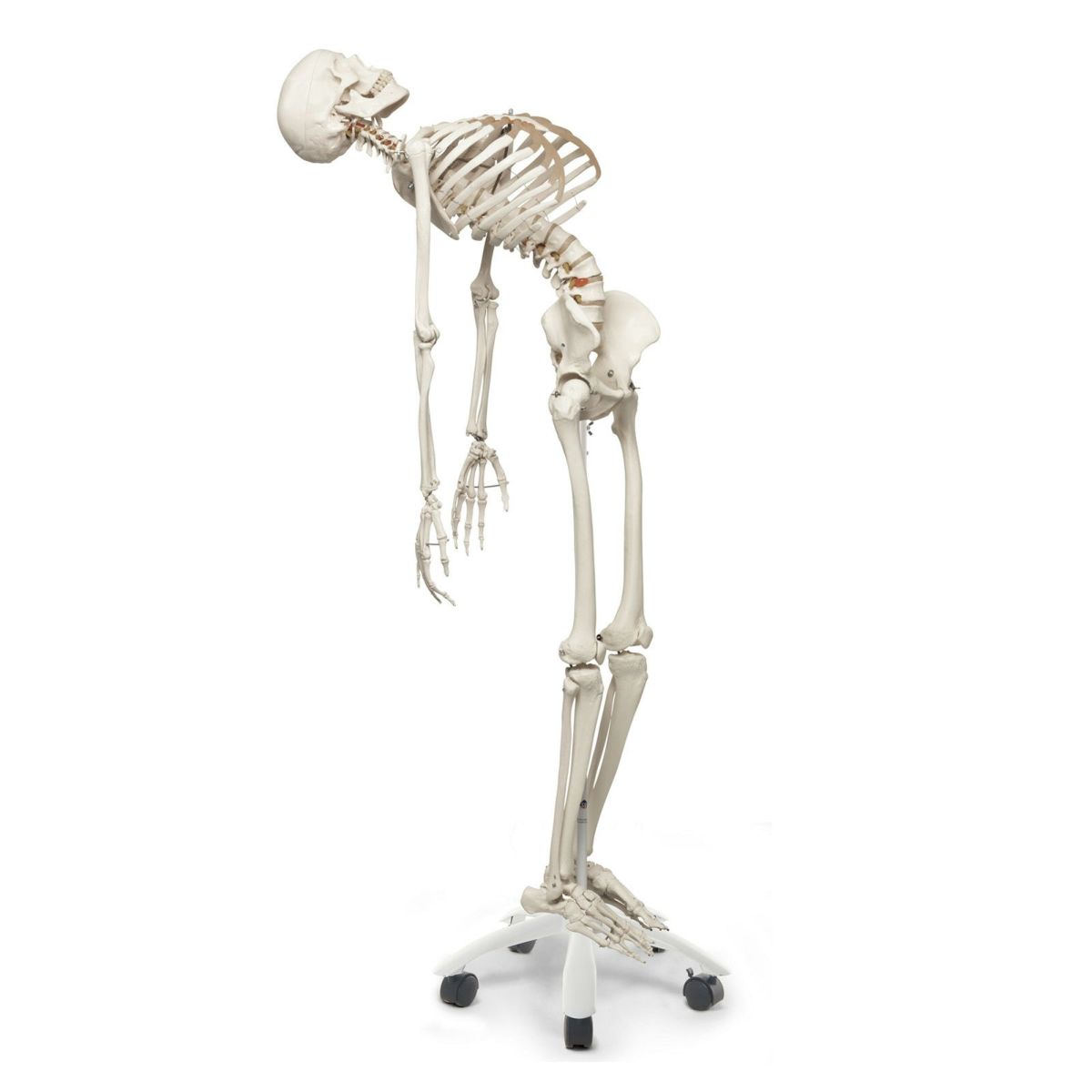 フレッド 骨格モデル 直立型スタンド仕様　A15