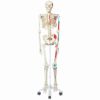 マックス 骨格モデル 直立型スタンド仕様　A11