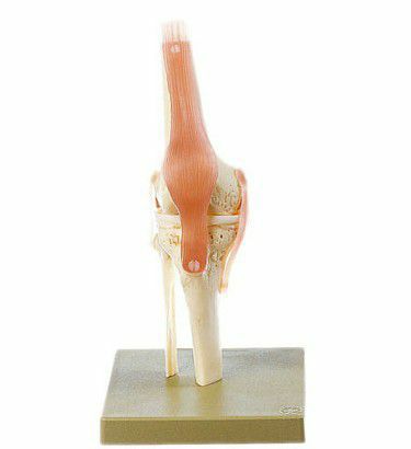 膝関節機能模型　NS50