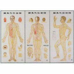 鍼灸穴位掛図　105×50cm