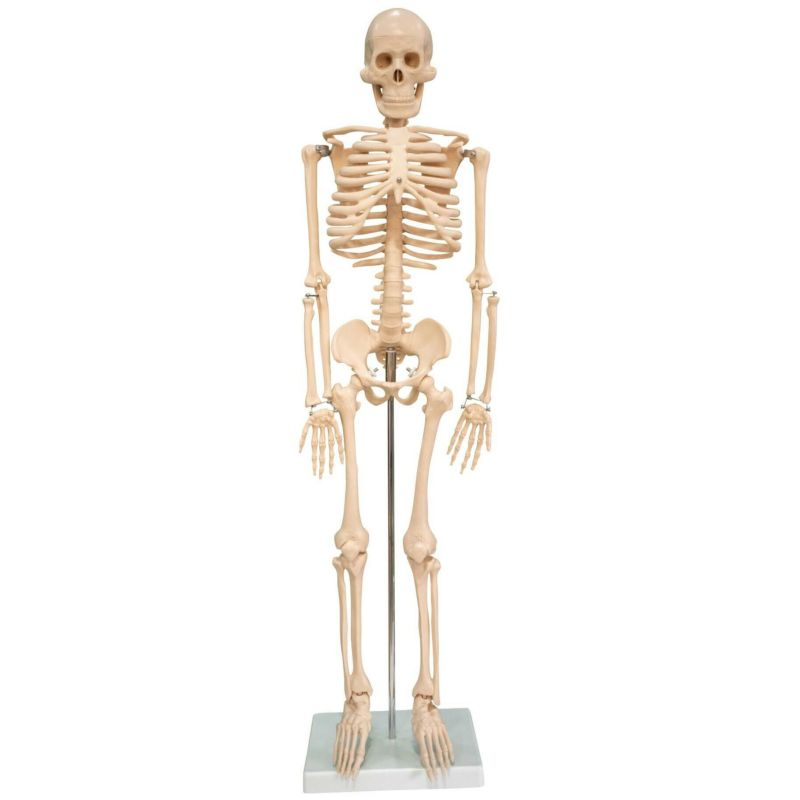 医学玄人シリーズの全身骨格模型 | トワテック
