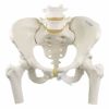 女性骨盤モデル,可動型･大腿骨付