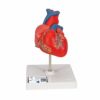 心臓,2分解モデル