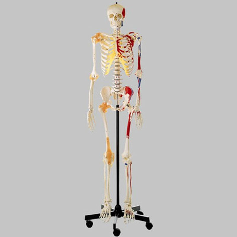 等身大骨格模型（靭帯+筋肉彩色付）