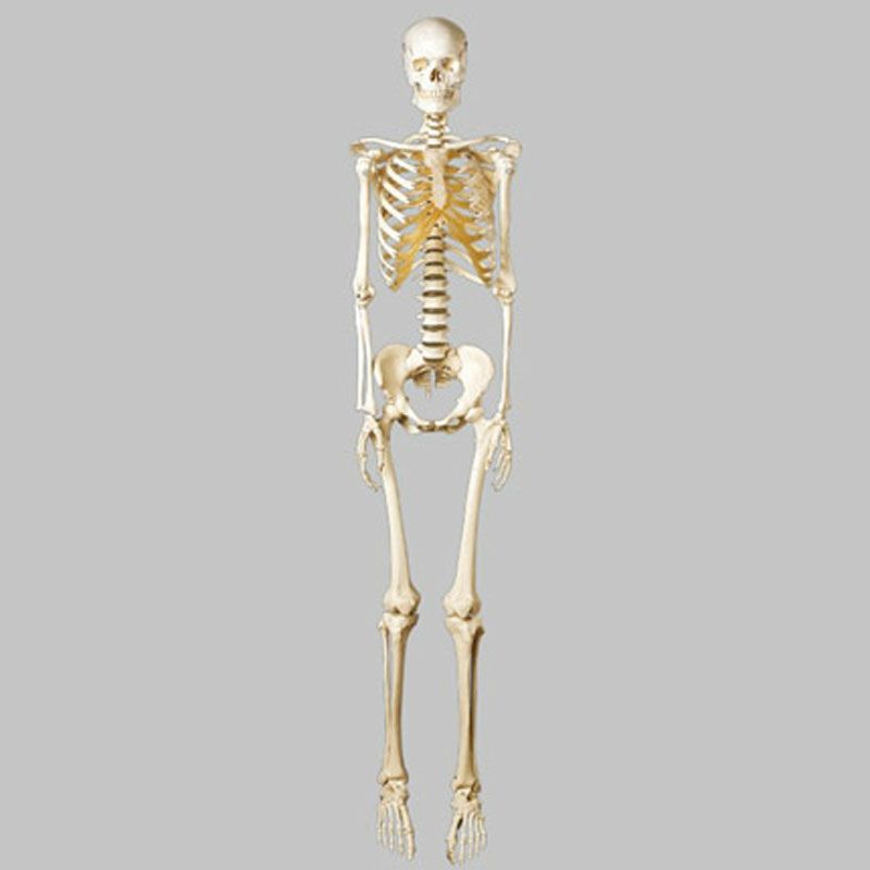 等身大骨格模型（女性） | トワテック