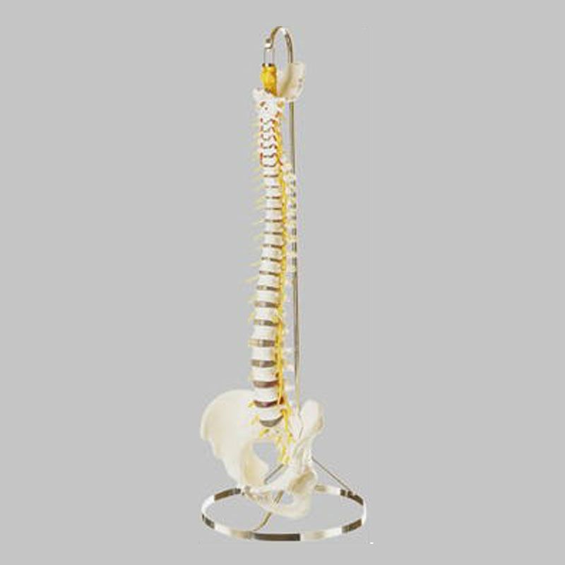 脊椎骨盤模型（仙骨部一部脱着可）