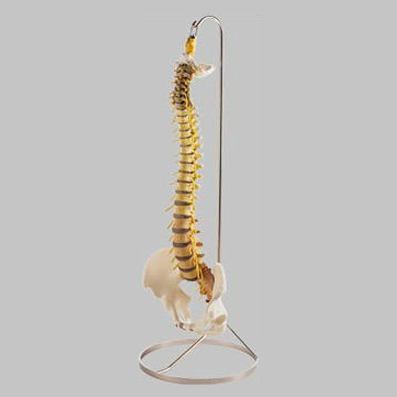 脊椎骨盤模型