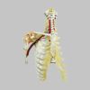 頸椎と靭帯付肩関節模型