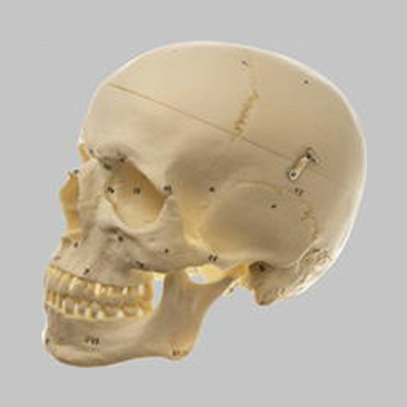 なし女性の頭蓋骨模型3分解　ソムソ