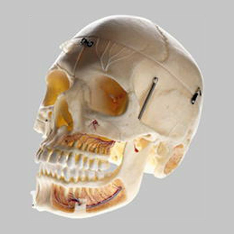 デモンストレーション用 頭蓋骨分解模型 (10分解) | トワテック