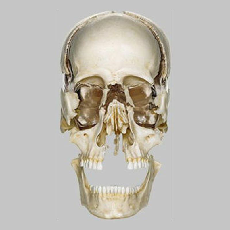 頭蓋骨分解模型