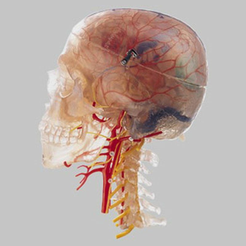 頸椎付頭部模型