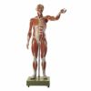 男性筋肉解剖模型