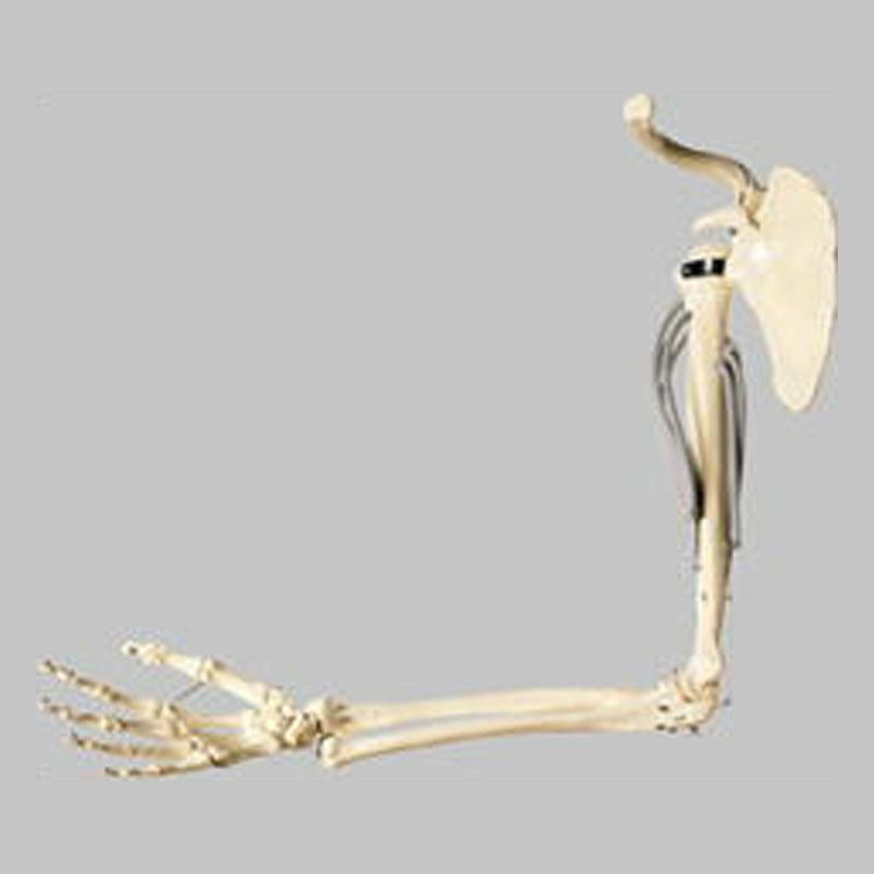 上腕骨の筋肉解剖模型