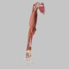 デモンストレーション用 上肢骨格付 筋肉解剖模型
