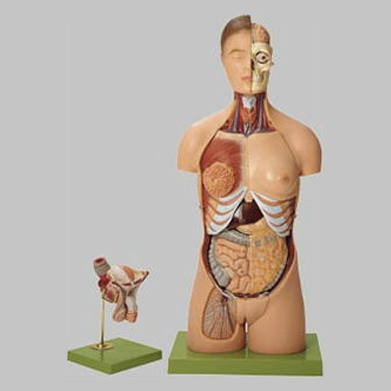 人体解剖模型(両性） | トワテック
