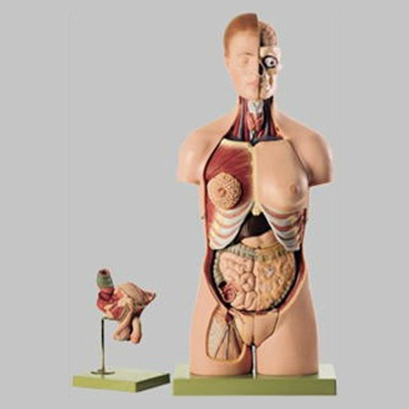 人体解剖模型(両性） | トワテック