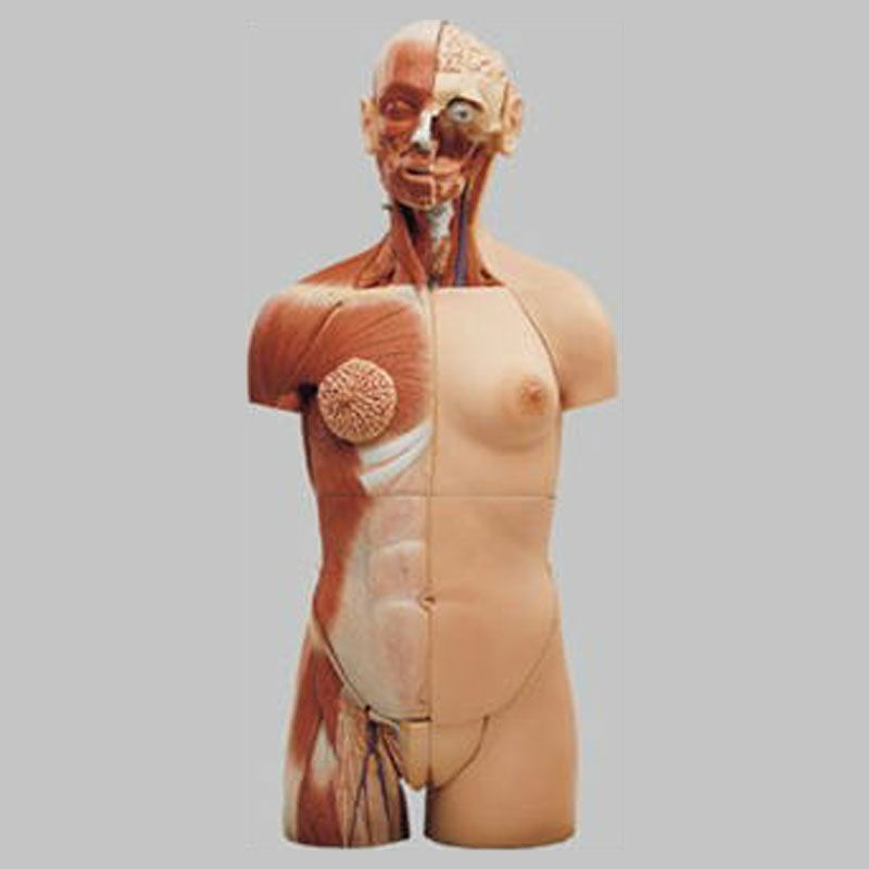 筋肉表示付人体解剖模型（脊側脊髄開放型）