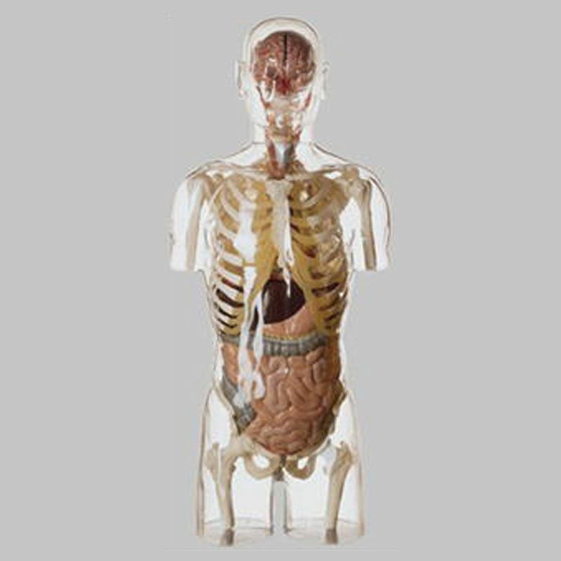 透明な人体解剖模型